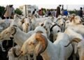 Tabaski 2025 : les prix des moutons varient entre 1.800.000 et 4.000.000 FG à Conakry