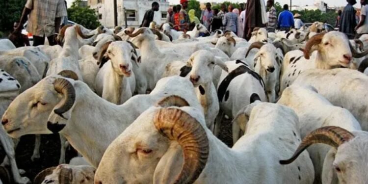 Tabaski 2025 : les prix des moutons varient entre 1.800.000 et 4.000.000 FG à Conakry